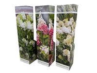 Hydrangea paniculata varieties