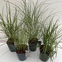 Miscanthus sin. in varieties
