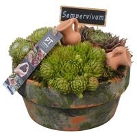 PTS7408 Arrangement Sempervivum in terracotta bowl
