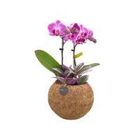 Kokodama Orchid 2 Tak Tradescantia mix