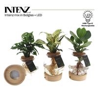 Hydroponic Intenz varieties in convex glass + LED