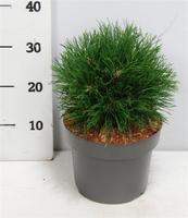 Pinus mugo Varella