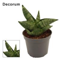 Sansevieria Boncellensis