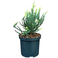 Sequoia s. Adpressa
