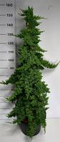 Juniperus proc. Nana