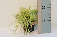 Carex osh. Evergold