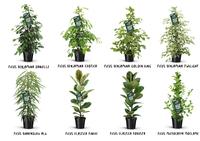Ficus Green varieties