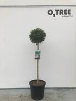 Ligustrum delavayanum