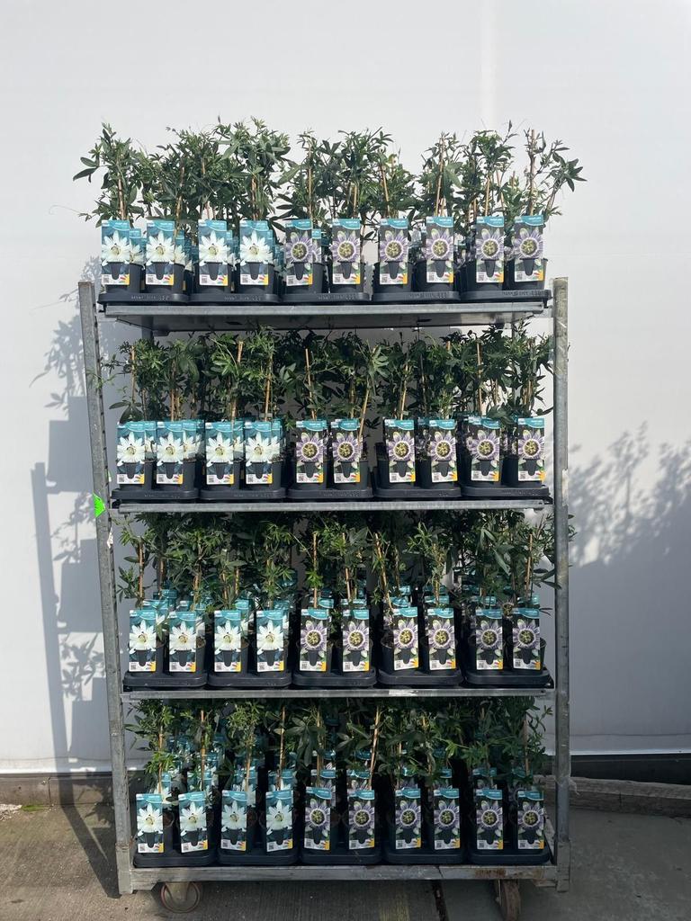 Picture of Passiflora in 2 varieties P12 2-STICK