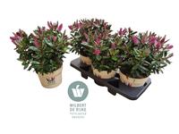 Hebe Queen Taharua (pink)