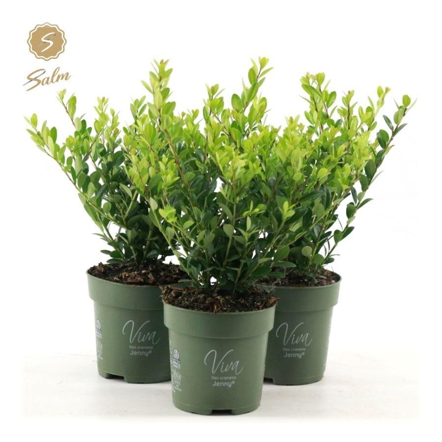 Picture of Ilex cre. Jenny P10