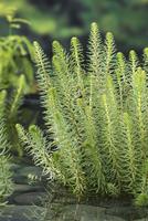 Hippuris vulgaris
