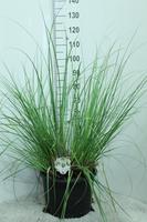 Cortaderia sell. Junior