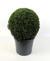 Buxus sempervirens