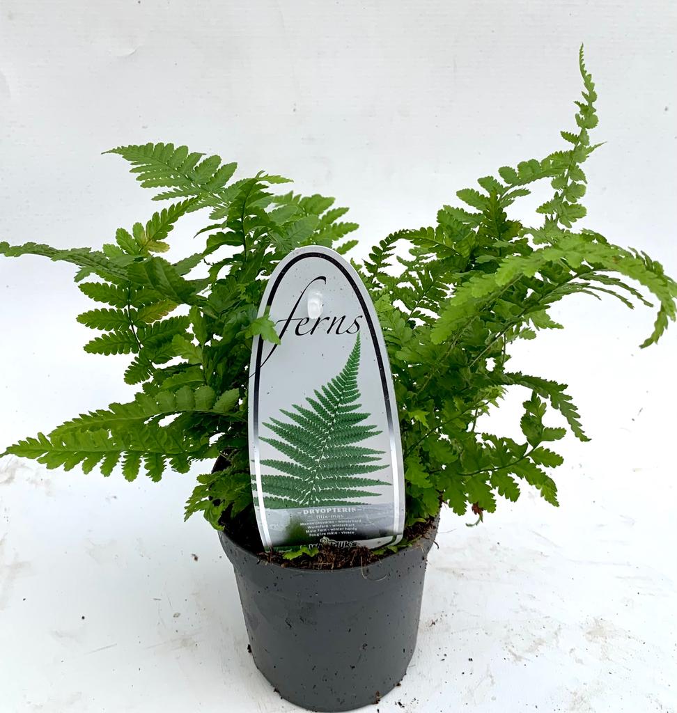 Picture of Dryopteris filix-mas P11