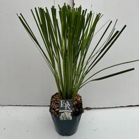 Cortaderia selloana
