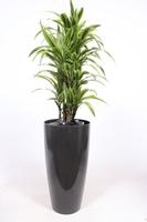 Dracaena Lemon Lime in Santorini pot anthracite