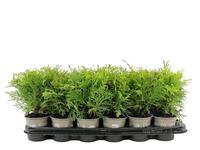 Thuja occ. Golden Globe