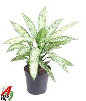 Dieffenbachia Vesuvius
