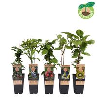 Fruit in varieties (basic+exclusive)