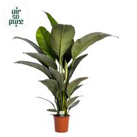 Spathiphyllum Sensation ASP NO FLOWER