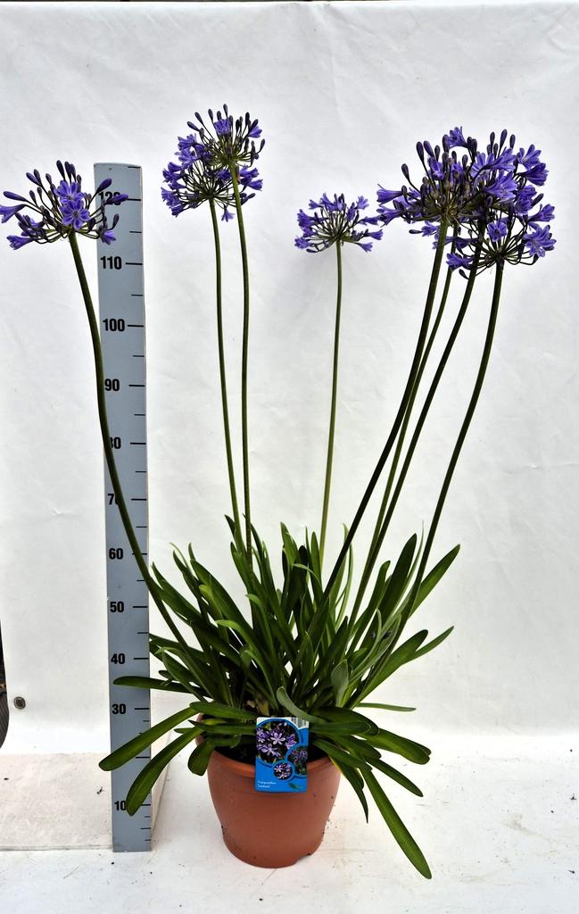 Obrázek Agapanthus Polar ice P32 (15 Ltr)