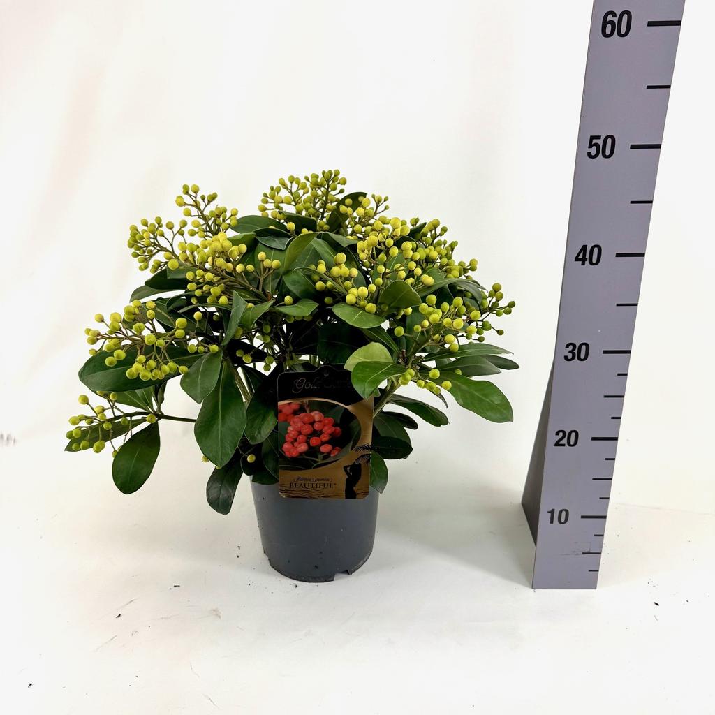 Picture of Skimmia jap. BEAUTIFUL ® P19 (3 Ltr) 15/+TRUSSES