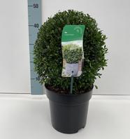 Ilex cr. Stokes