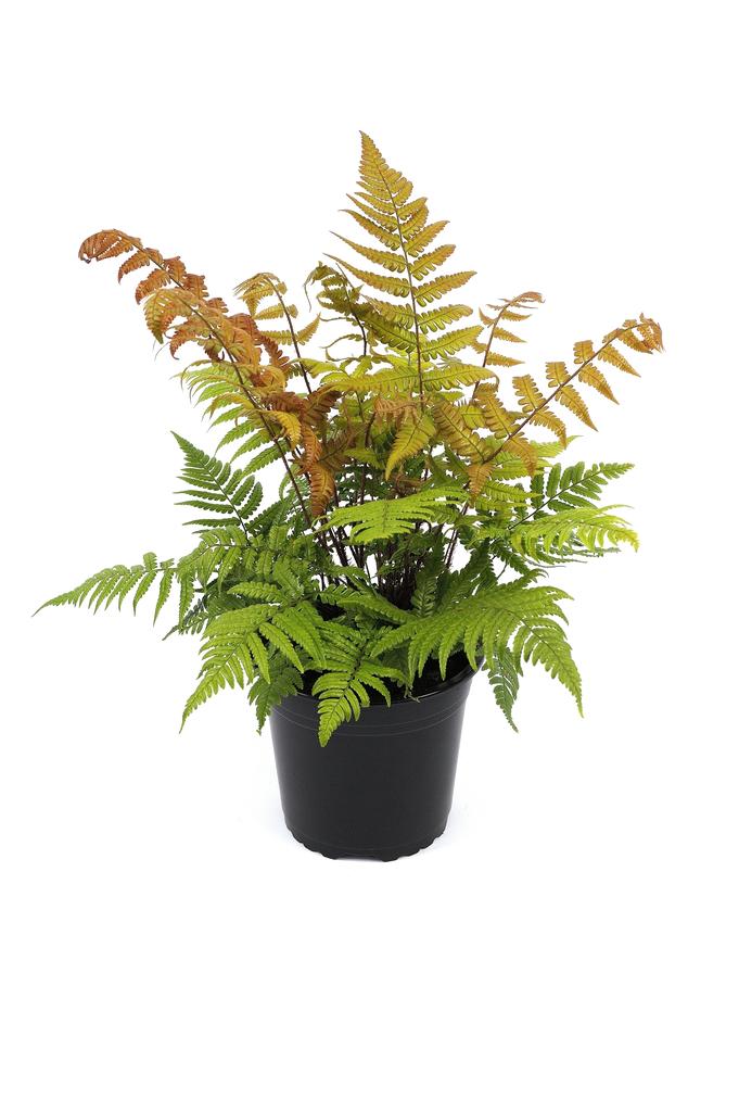 Image de Dryopteris lepidopoda P15