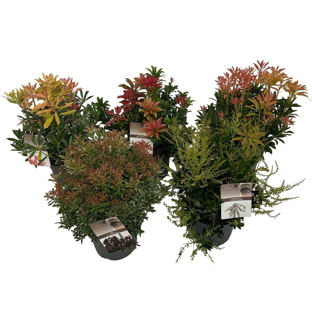 Picture of Pieris jap.in varieties P19 (3 Ltr)