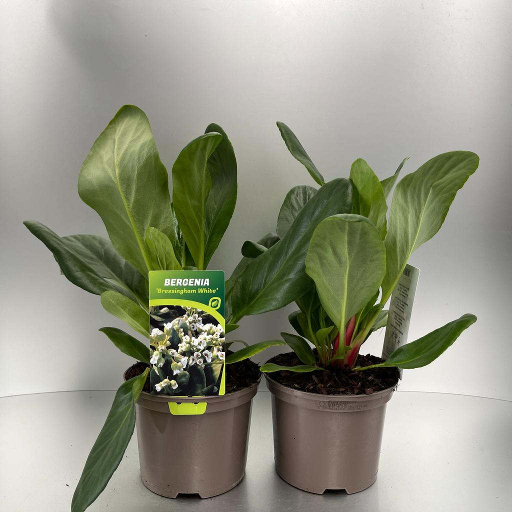 Obrázek Bergenia Bressingham White P17 (2 Ltr)