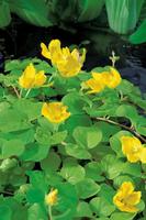 Lysimachia num. Aurea