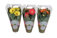 Gerbera by additional lighting in exclusive carry bag