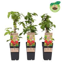 Rubus idaeus Heritage