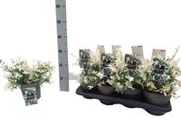 Euonymus fort. Harlequin