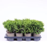 Thuja occidentalis Danica