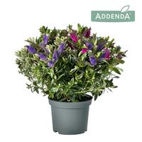 Hebe Addenda Donna Trio