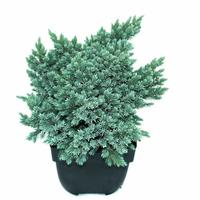 Juniperus squa. Blue Star