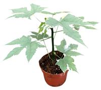 Cnidoscolus Aconitifolius Variegata
