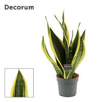 Sansevieria Superba
