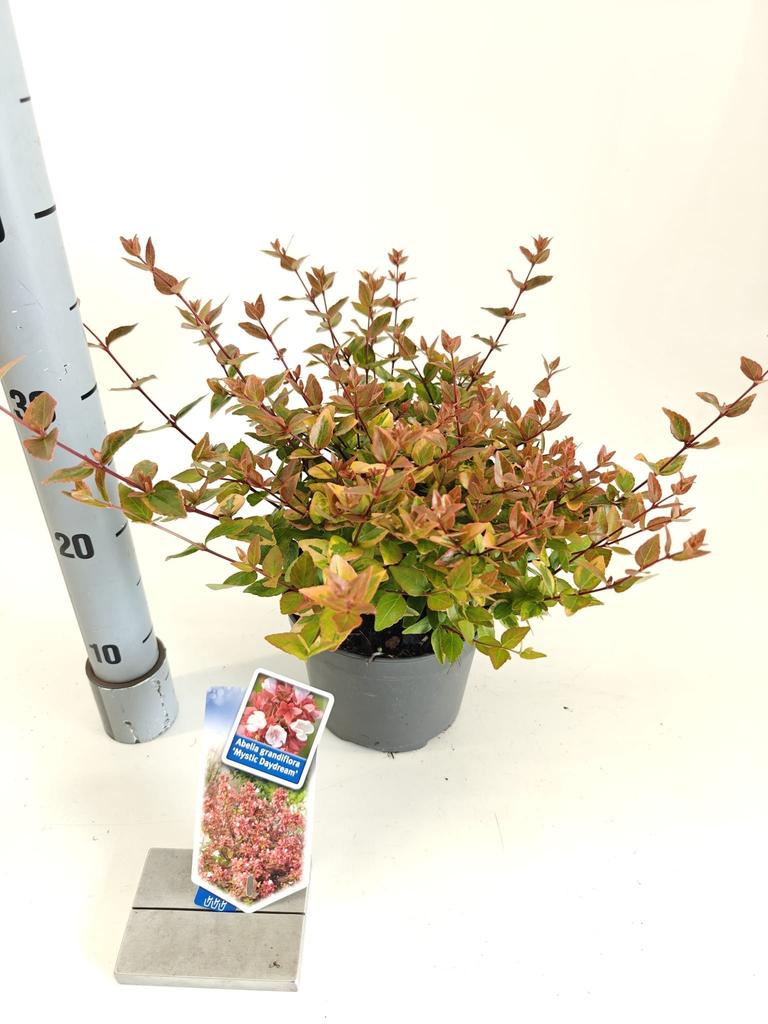 Picture of Abelia gra. Mystic Daydream P17 (2 Ltr)