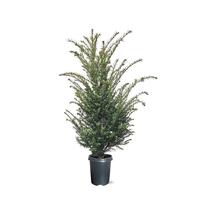 Taxus baccata