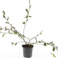 Cotoneaster sal. Parkteppich