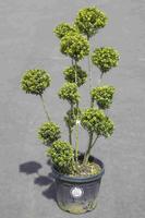 Ilex cr. Dark Green