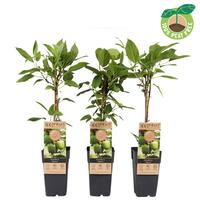 Actinidia arg. Geneva