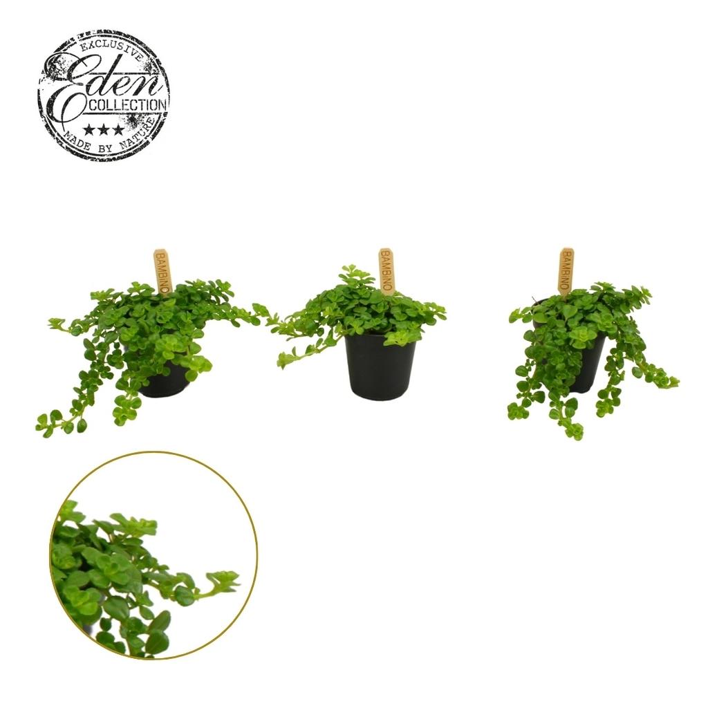 Picture of Pilea Depressa Bambino P5.5 10CM