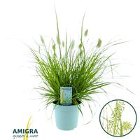 Pennisetum al. Hameln Gold