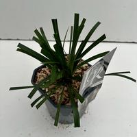 Liriope musc. Monroe White