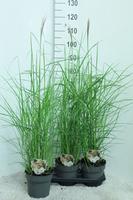 Miscanthus sin. Ferner Osten