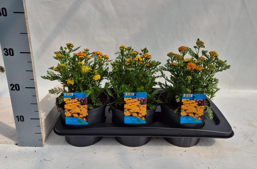 Obrázek Achillea mil. Yellow Terracotta P17 (2 Ltr)